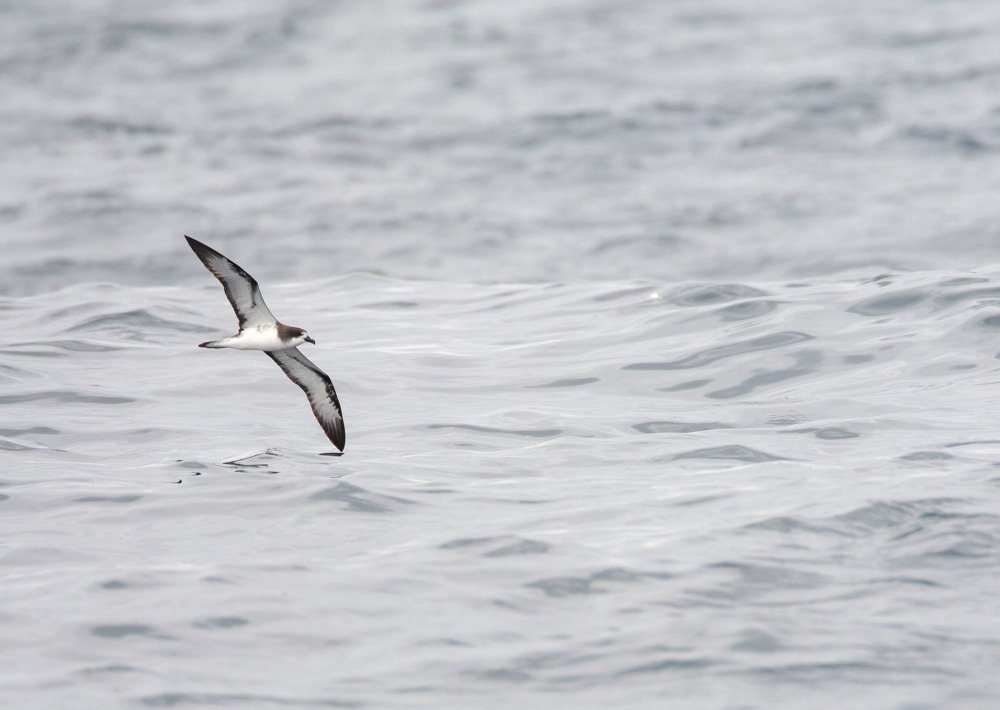 Galapagos Petrel, by Agami Photo Agency
