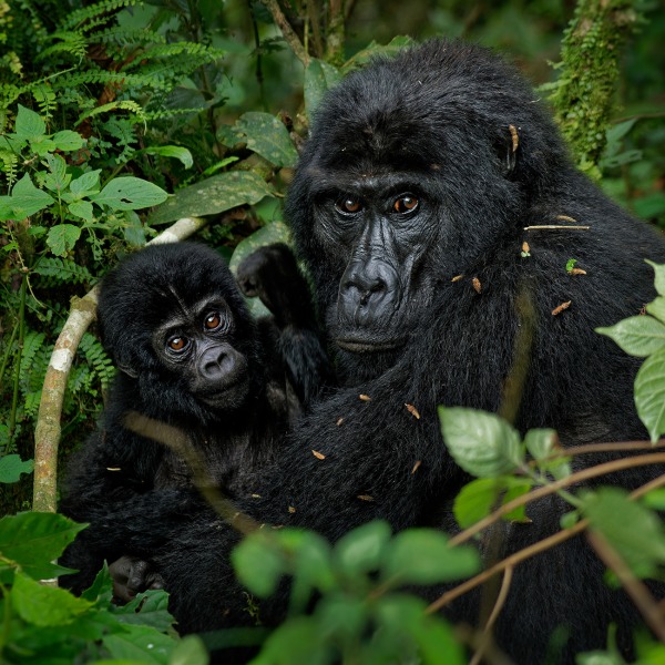 Mother and baby Grauer's Gorilla or Eastern Lowland Gorilla, by Martin Pelanek