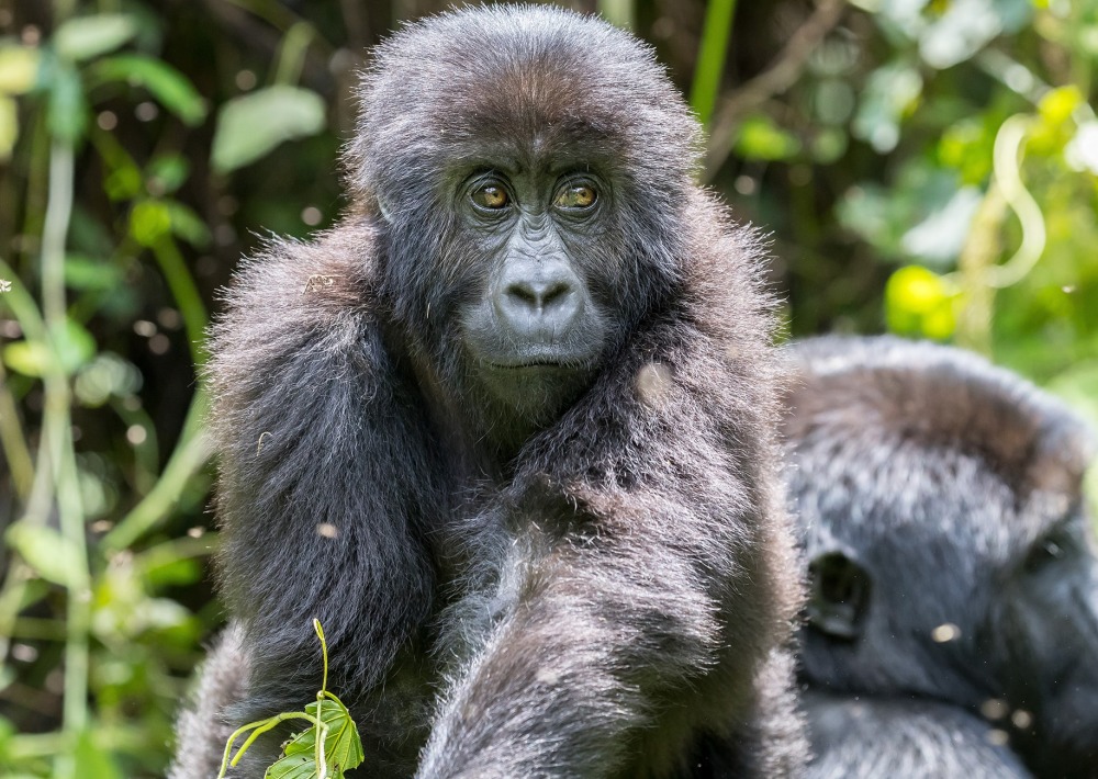 Young Grauer's Gorilla, by LMIMAGES
