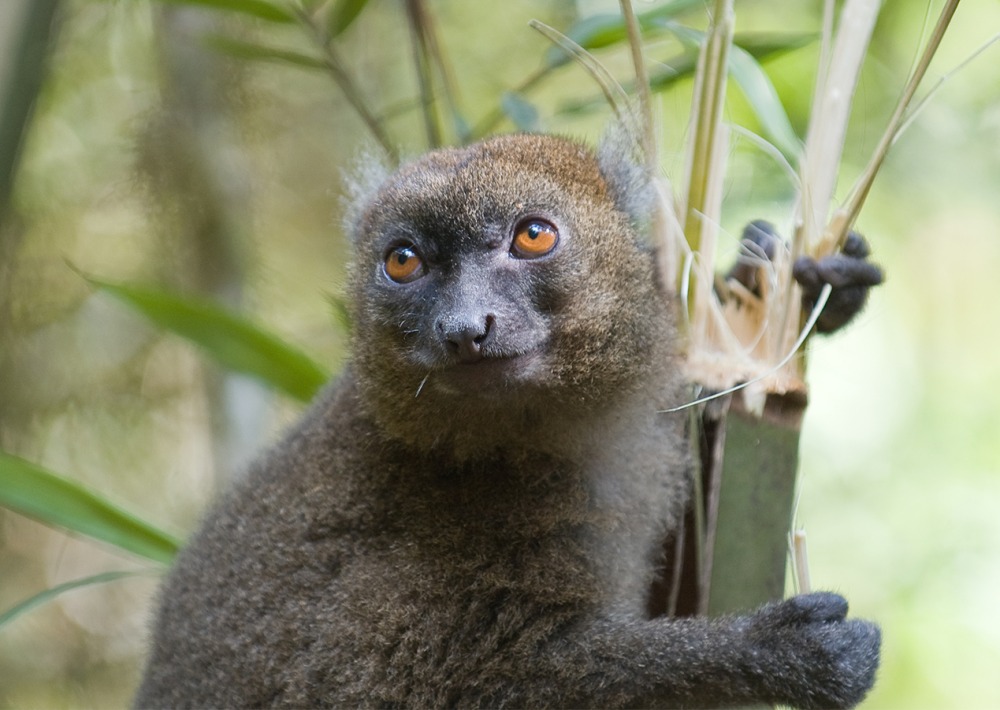 Greater Bamboo Lemur