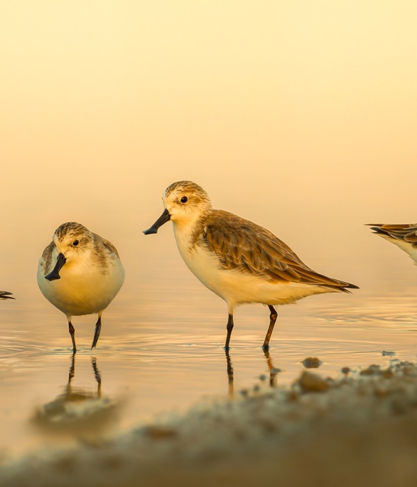 Group of Critically Endangered Spoon-billed sandpipers. Credit: Wikimedia