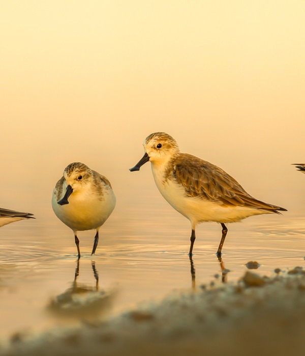Group of Critically Endangered Spoon-billed sandpipers. Credit: Wikimedia