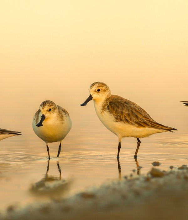 Group of Critically Endangered Spoon-billed sandpipers. Credit: Wikimedia