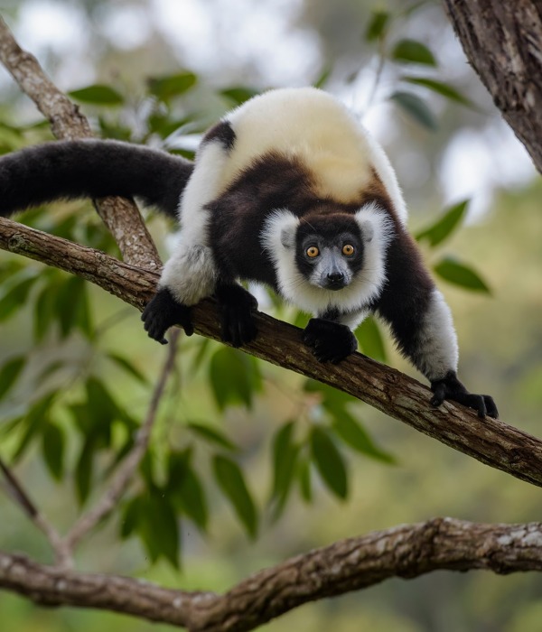 The Black-and-white Ruffed Lemur of Madagascar, by David Havel