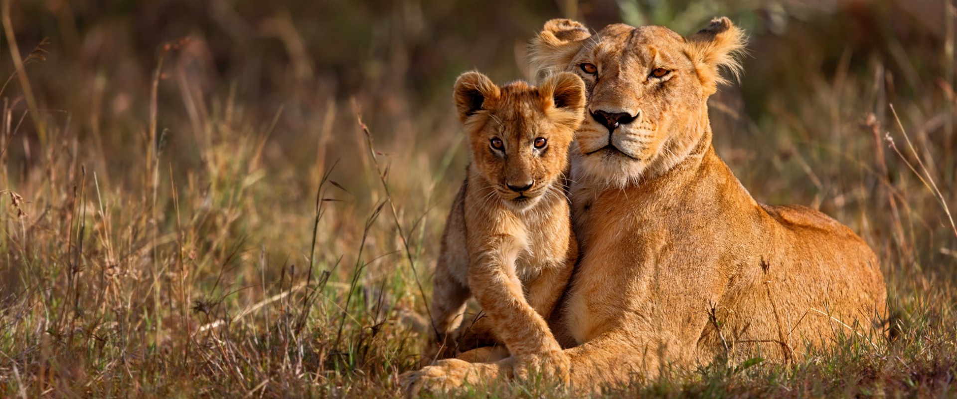 Lion mother with cub, by Maggy Meyer