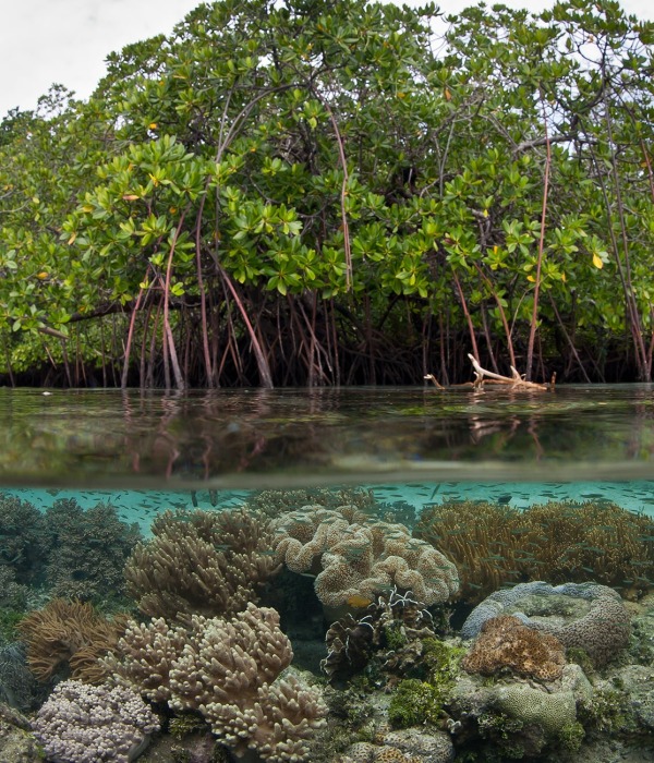 Mangrove forest, by Ethan Daniels