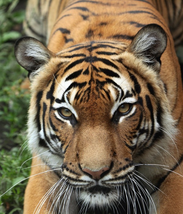 Malayan Tiger, by Vladimir Wrangel