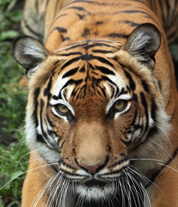 Malayan Tiger, by Vladimir Wrangel