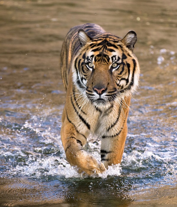 Malayan Tiger, by Felineus