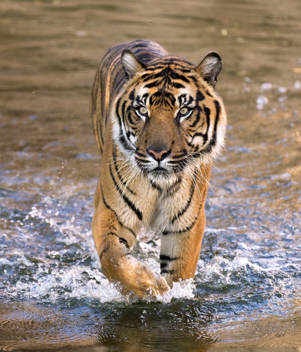 Malayan Tiger, by Felineus