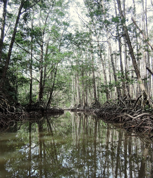 Mangrove Forest on the island of Palawan, Philippines, by Andreja