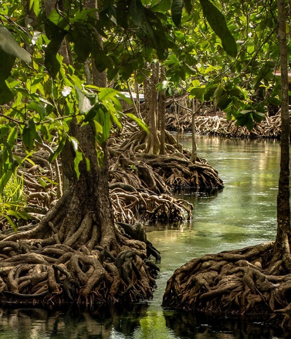 Mangroves protect our coasts, photo by Dararat Insuwan