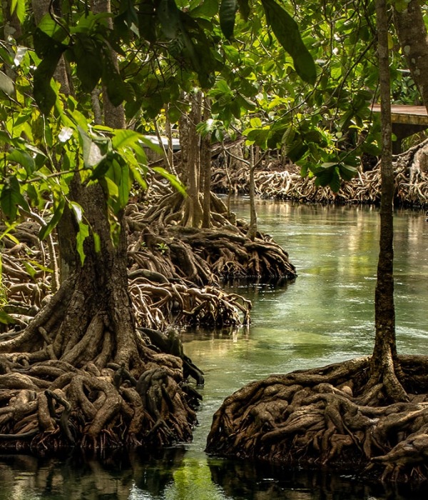 Mangroves protect our coasts, photo by Dararat Insuwan