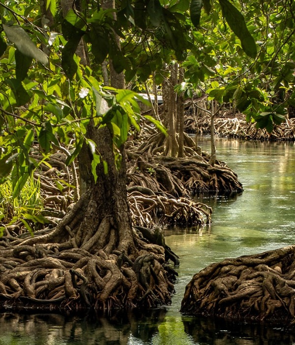 Mangroves protect our coasts, photo by Dararat Insuwan