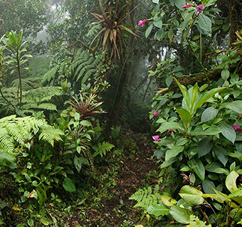 Our project area in "Sky Island", Panama. The expansion of the Cerro Chucantí Nature Reserve, courtesy ADOPTA