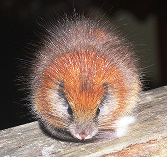 Red-crested Tree Rat, by Lizzie Noble / Fundación ProAves