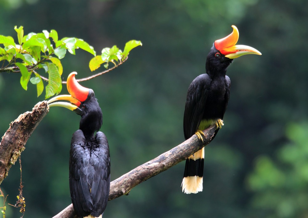 Rhinoceros Hornbill, by Feather Collector