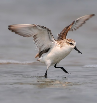 Spoon-billed Sandpiper, by Independent Birds