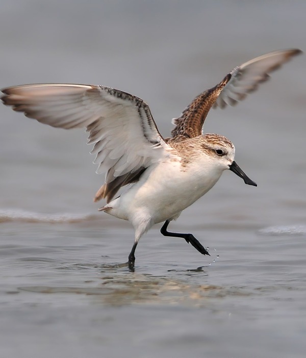 Spoon-billed Sandpiper, by Independent Birds