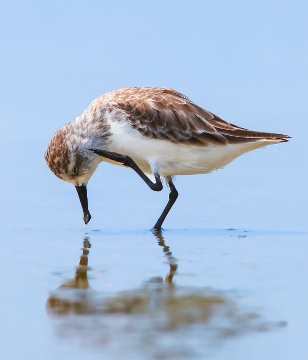 Spoon-billed Sandpiper, by poylock19