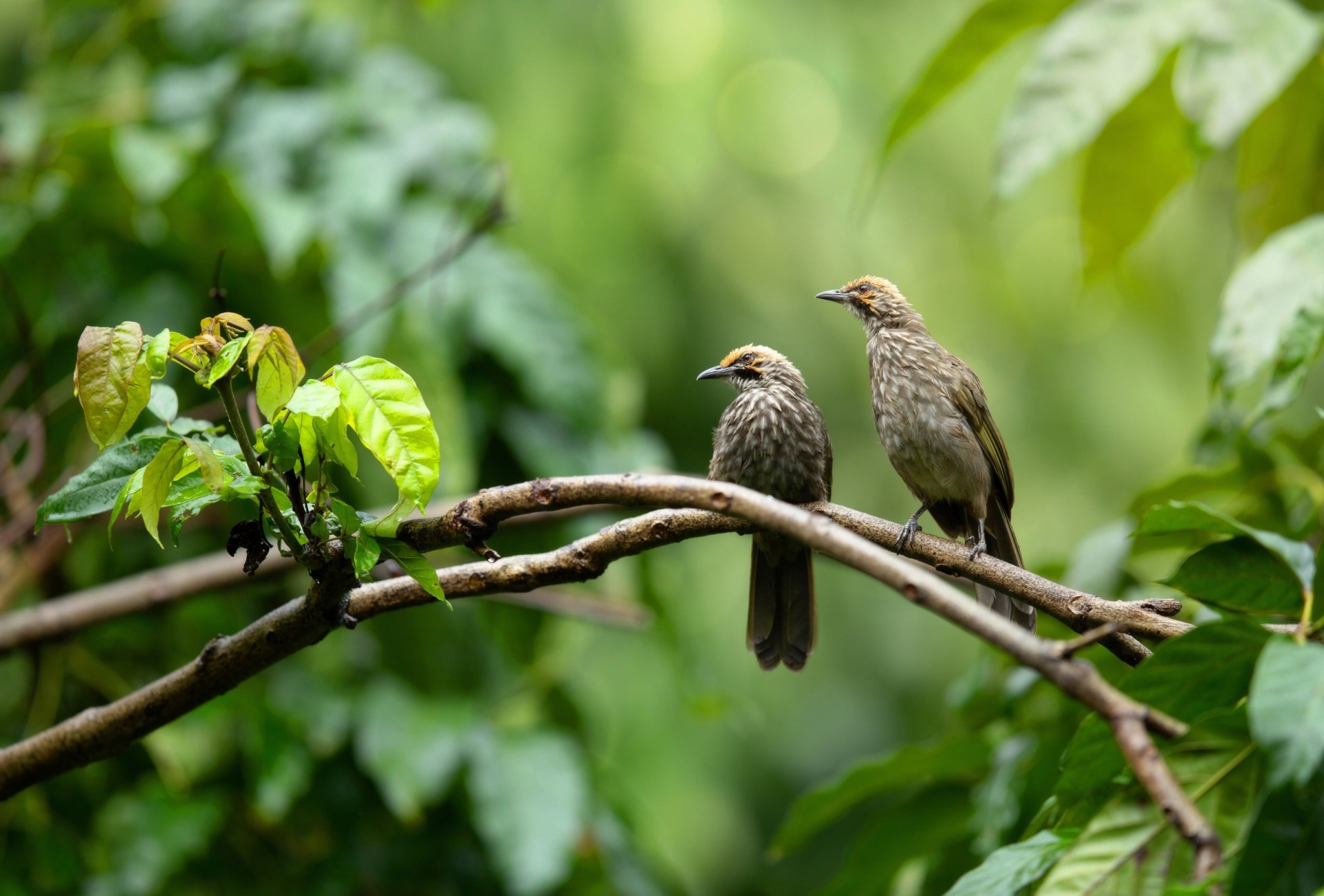 Straw-headed Bulbul, by Finch Focus