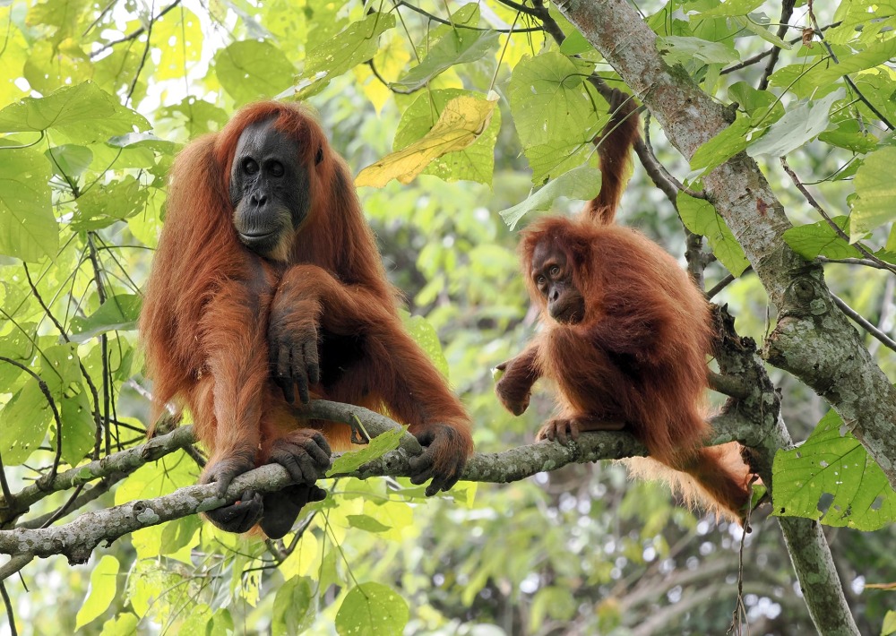 Sumatran Orangutans, by Vladislav T. Jirousek