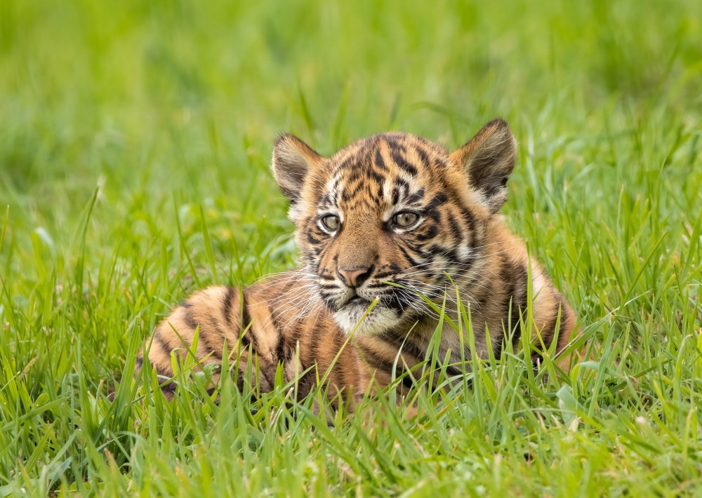 Sumatran Tiger cub, courtesy of Adrian Dockerty