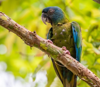The Blue-headed Macaw, by Danny Ye