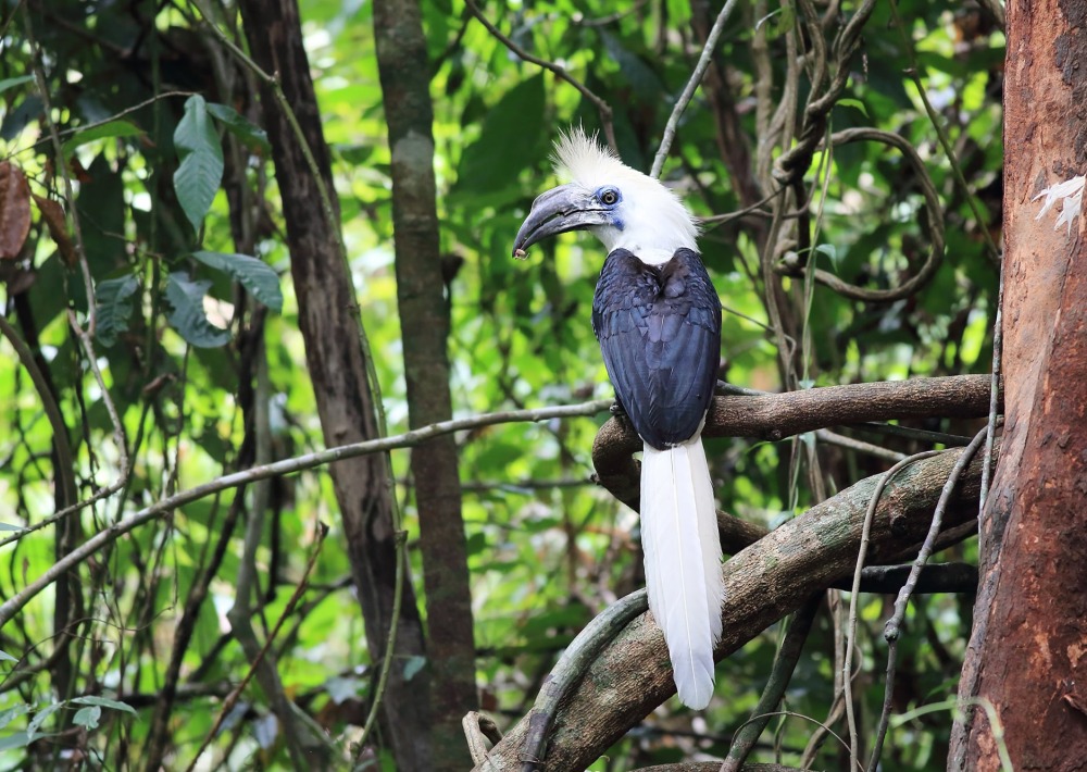The Endangered White-crowned Hornbill sits in a tree in the forests of Thailand