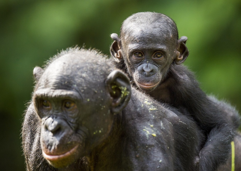 Bonobos, by Sergey Uryadnikov