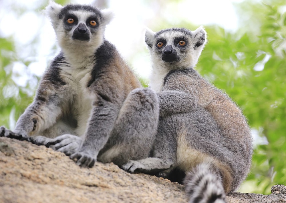 Two Lemurs