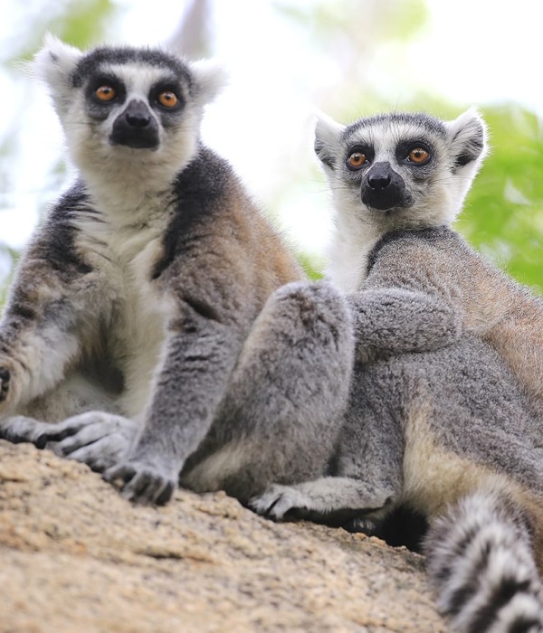 Two Lemurs