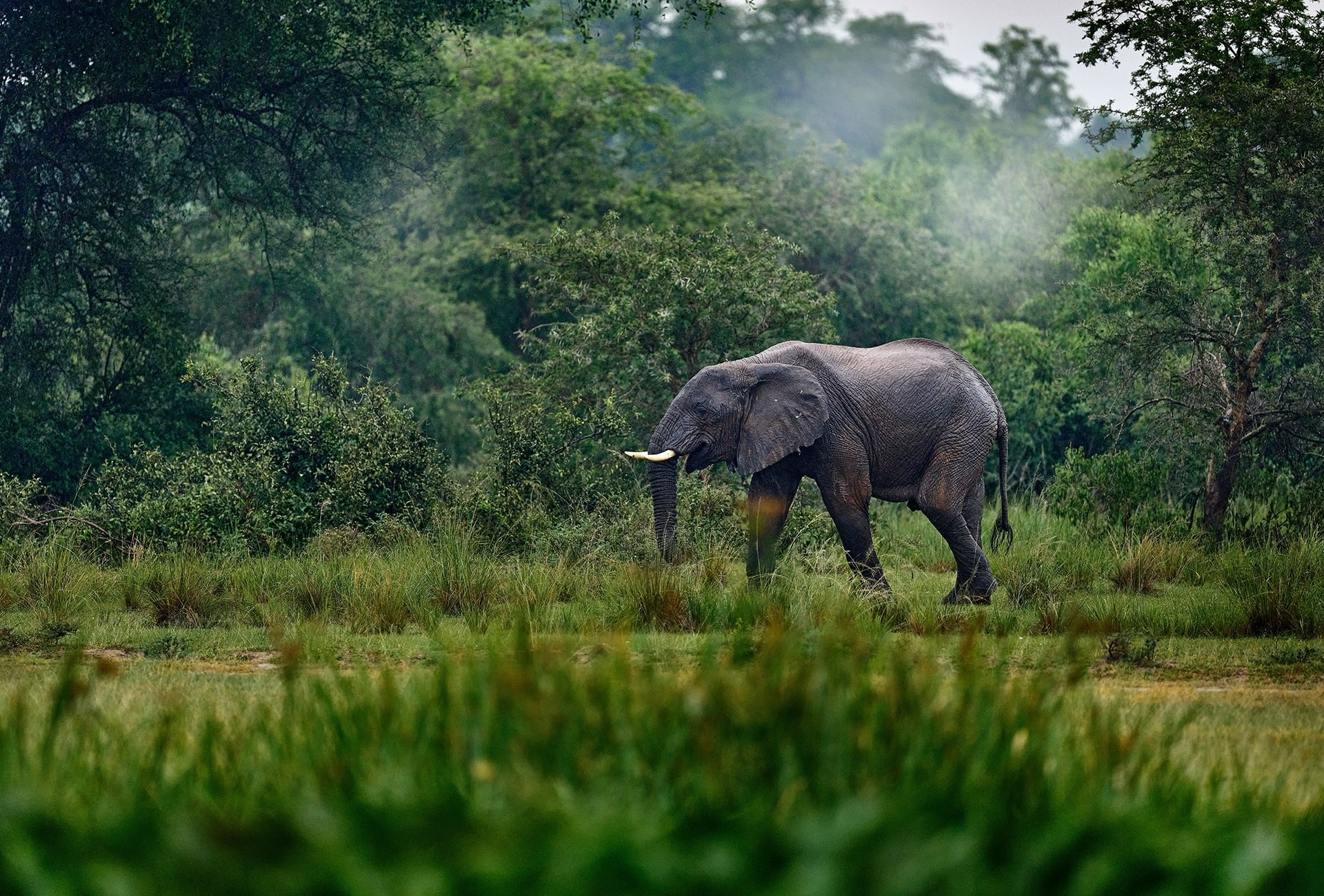 African Forest Elephant, by Ondrej Prosicky