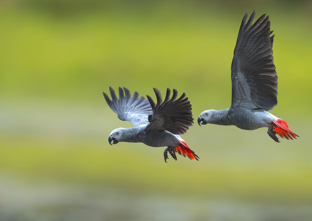 African Grey Parrots, by Superstjern