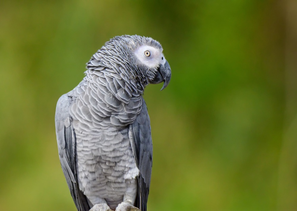 African Gray Timneh, by Ploypemuk