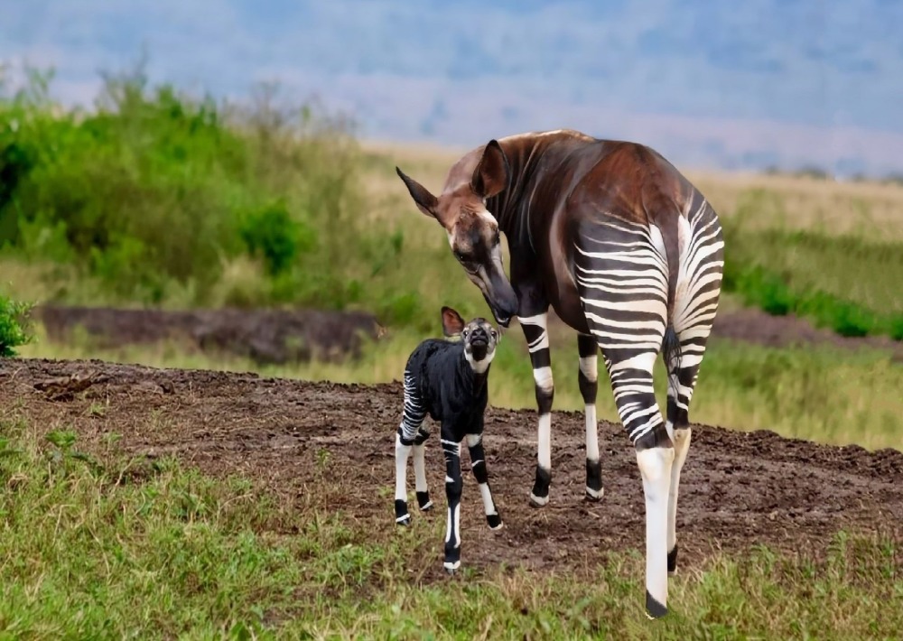 Okapi with baby, by Vladimir Turkenich