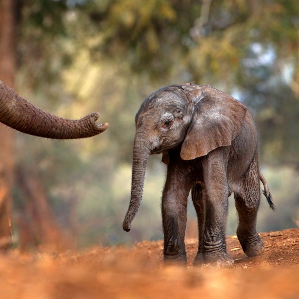 Baby African Elephant