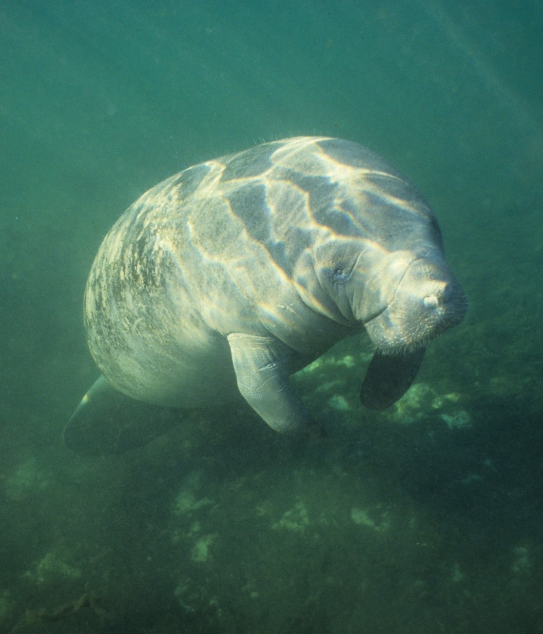 Amazonian Manatee, by Coulanges
