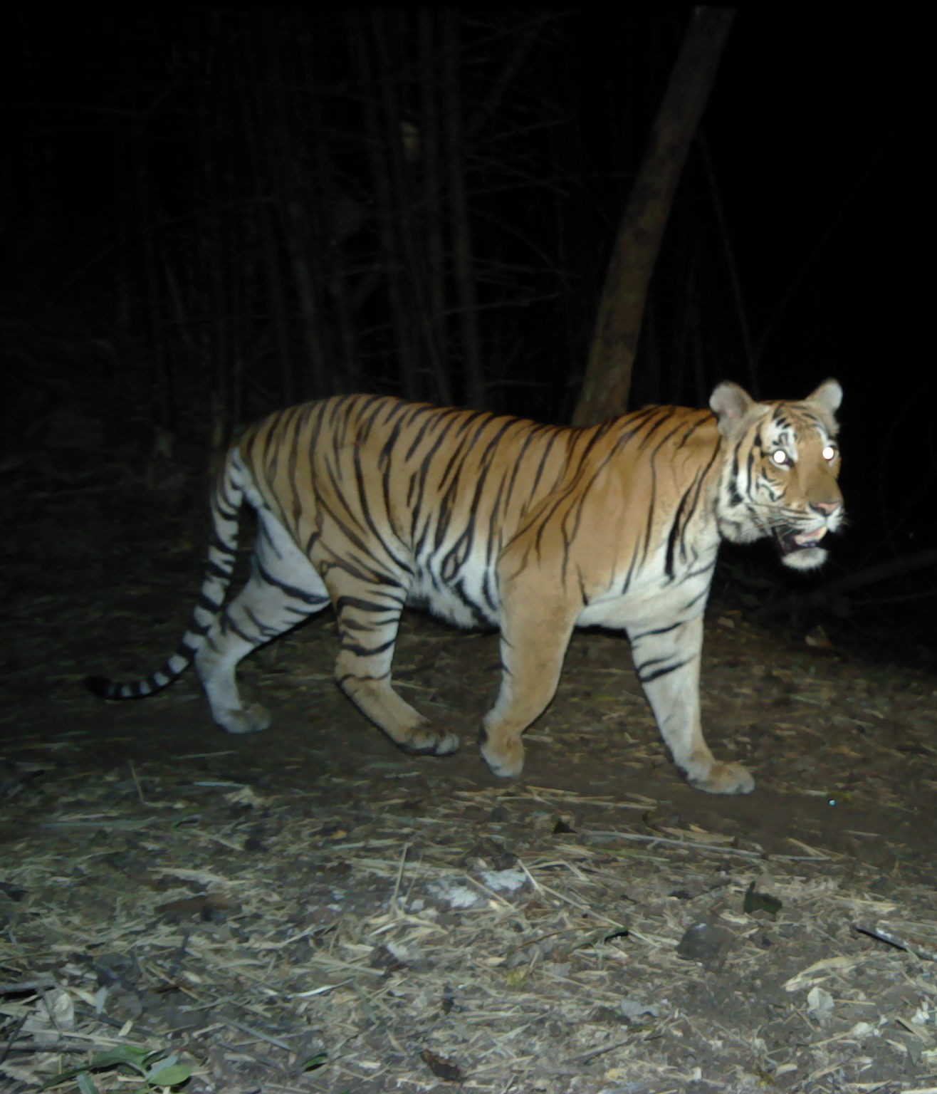 Indochinese Tiger caught on camera trap, courtesy of partner, Panthera