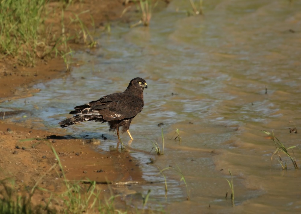 Black Harrier, by Jan Hejda