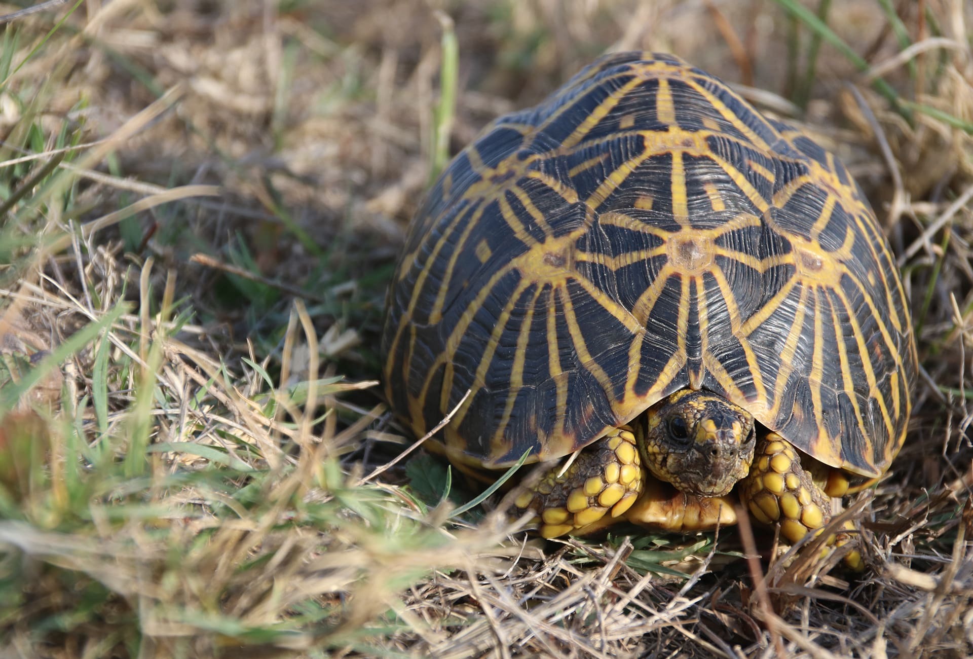 Geometric Tortoise, South Africa, © Rainforest Trust