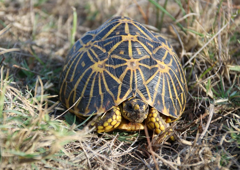 South Africa, Geometric Tortoise