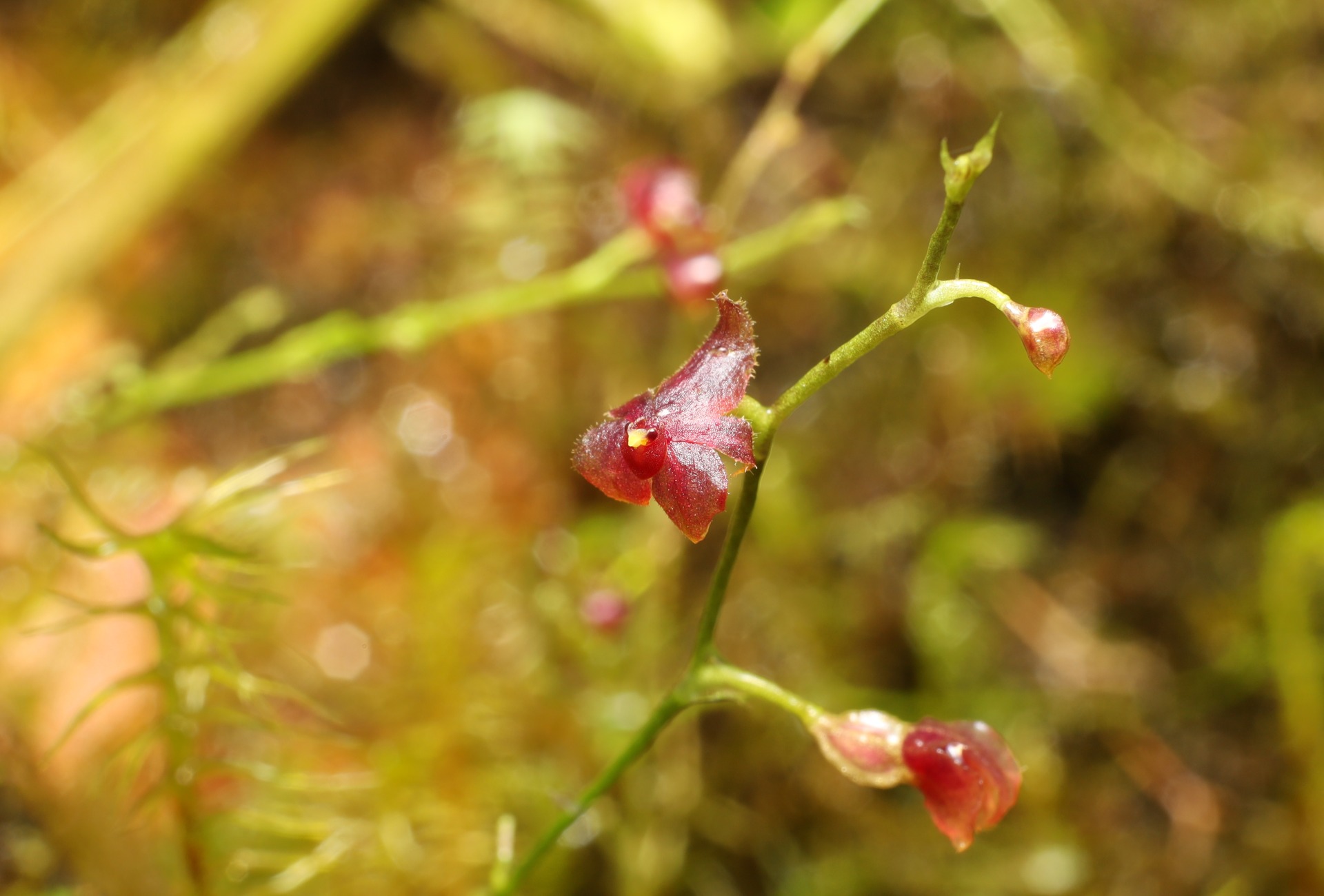 Platystele finleyae © Fundación EcoMinga