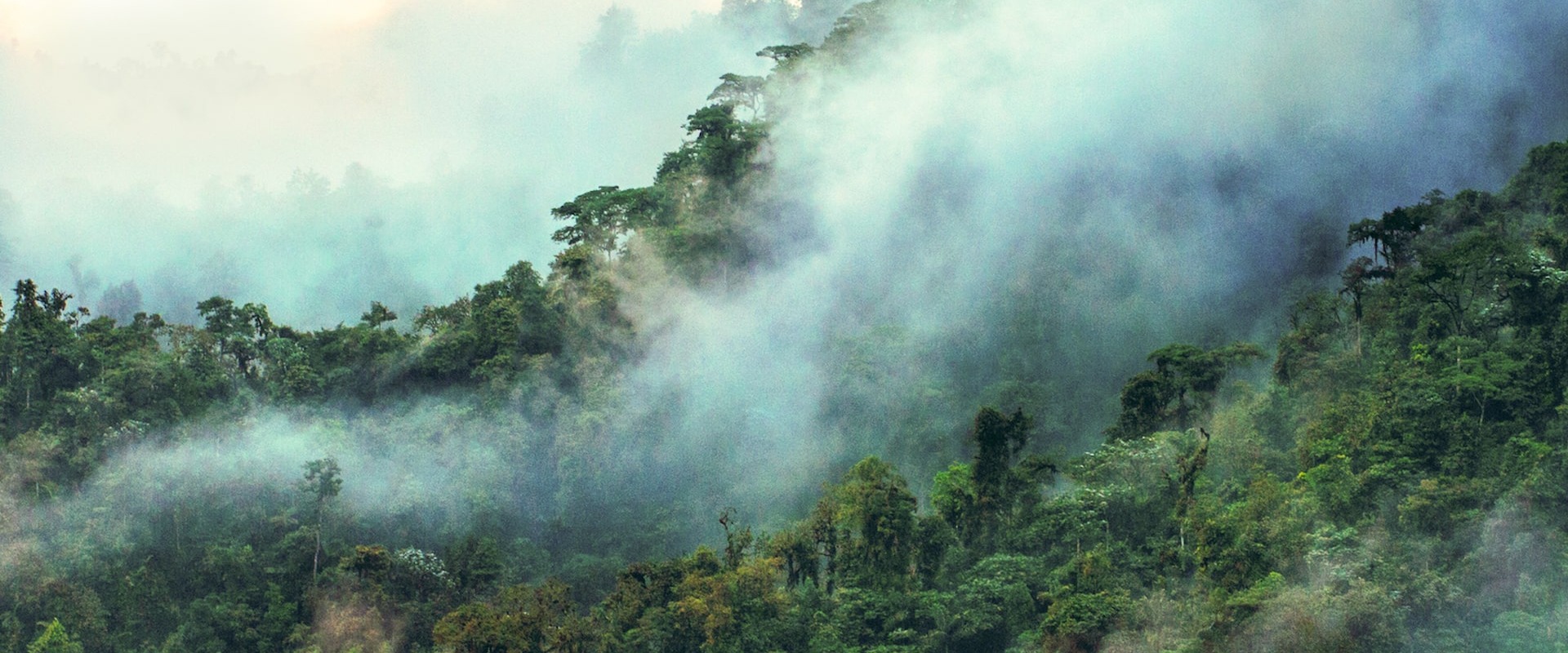 Ecuadorian Chocó rainforest, by Jocotoco