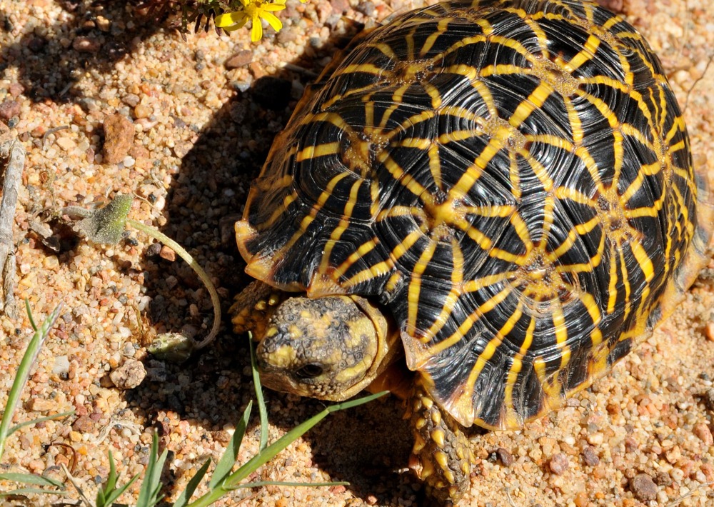Geometric Tortoise, by Gerrit Rautenba