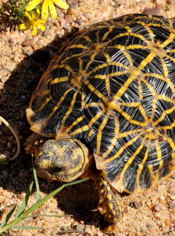 Geometric Tortoise, by Gerrit Rautenbach