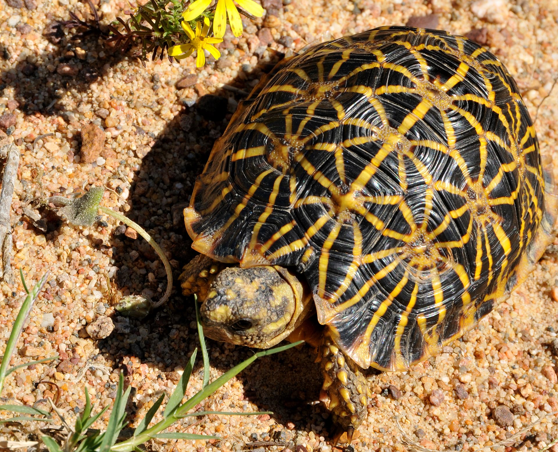 Tourtius Expand Protection for South Africa’s Rarest Tortoise – Rainforest Trust