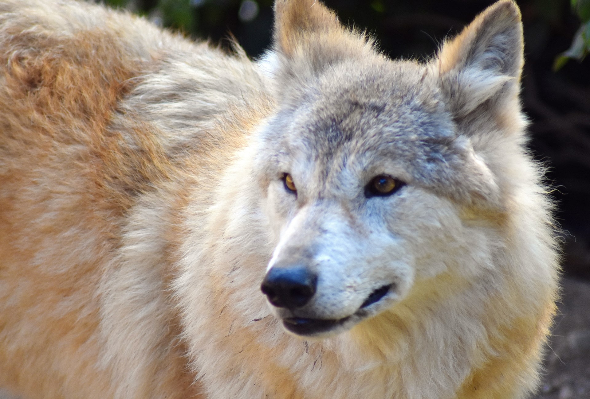 Himalayan Wolf, by Gallaxy