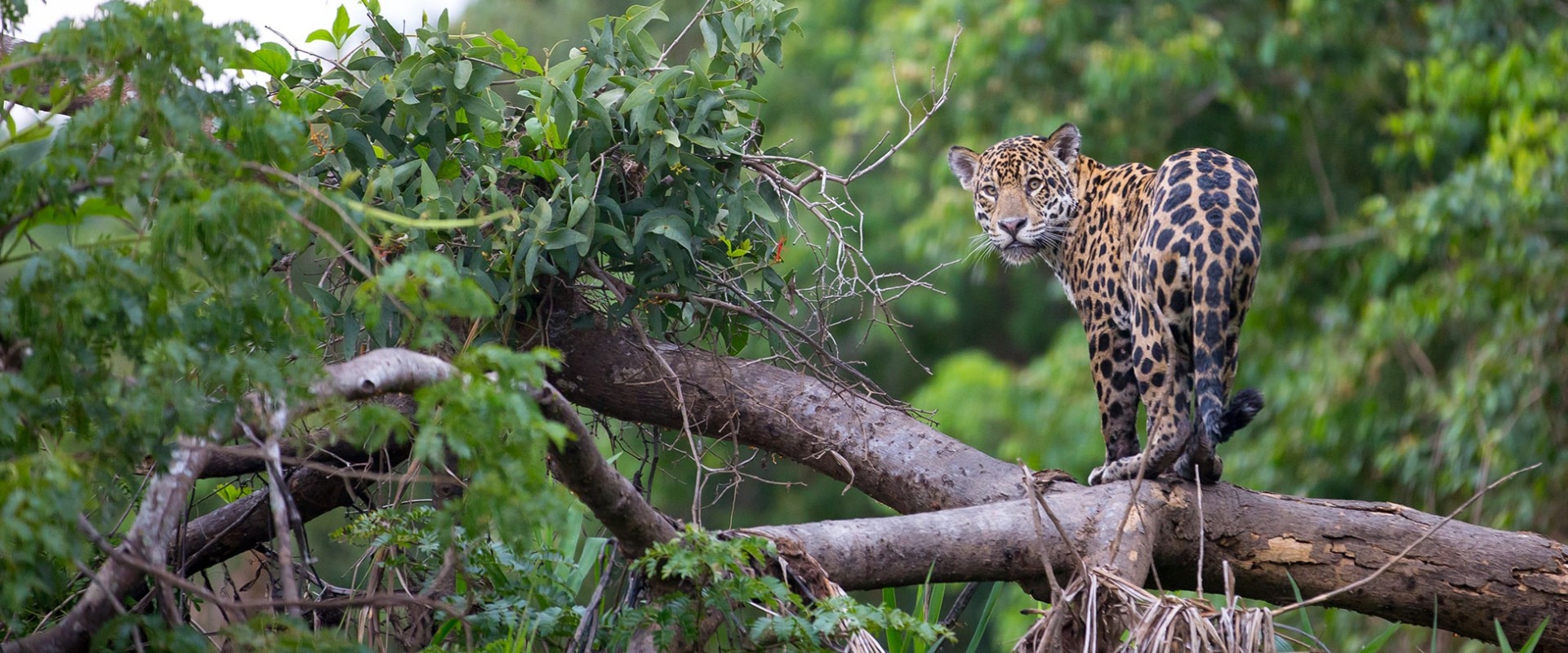 Jaguar, by Pedro Helder Pinheiro