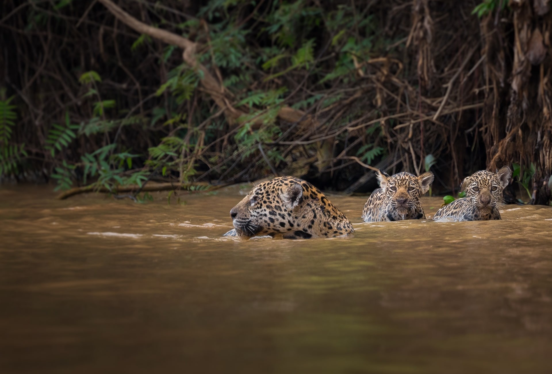 Jaguar with cubs swimming, by Pat Sunpituksaree